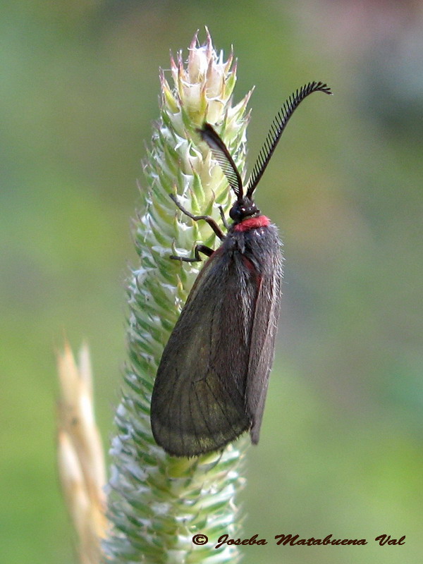 Aglaope infausta - Zygaenidae